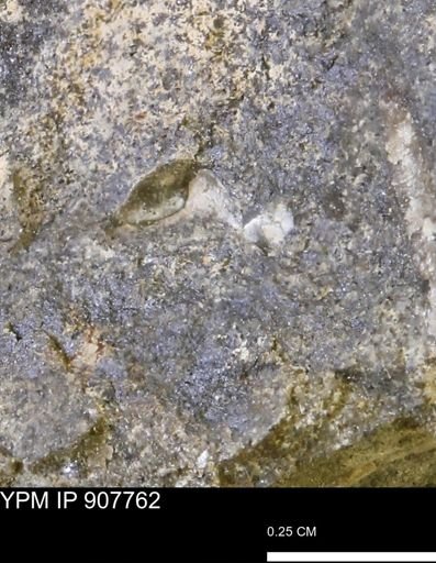 undet. Mollusca