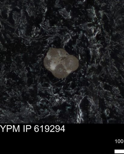 undet. Rugoglobigerinidae