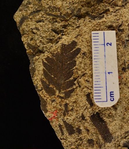 Cladophlebis impressa