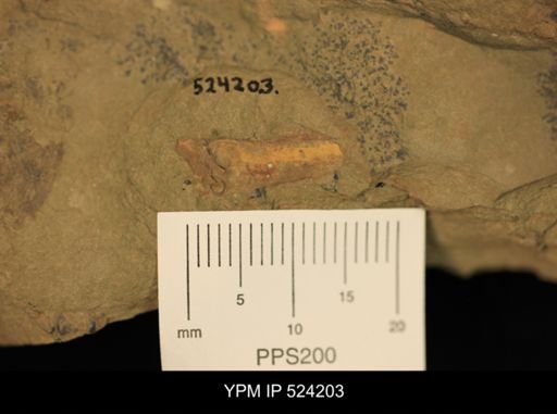 undet. Arthropoda