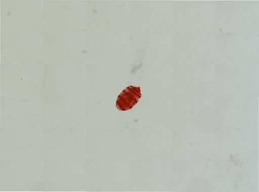 Holothuria