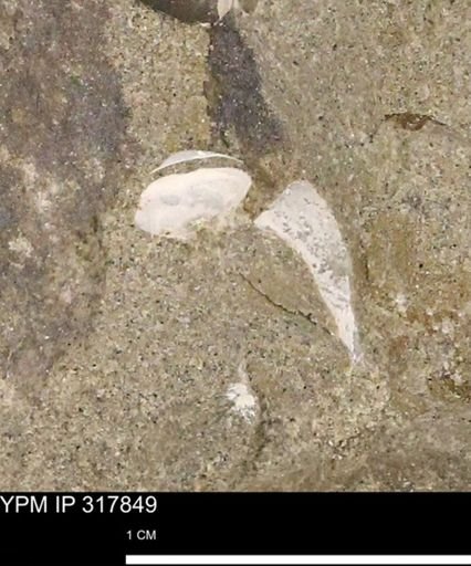 undet. Mollusca