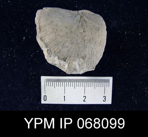 Strophonella punctulifera