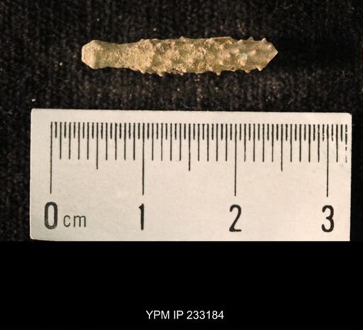 Archaeocidaris sp.