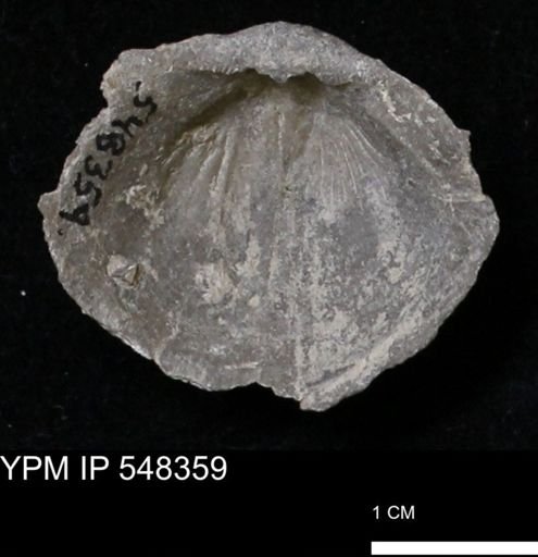 Stropheodonta navalis
