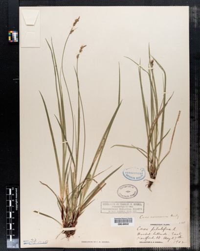 Plantae