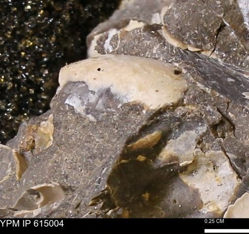undet. Mollusca