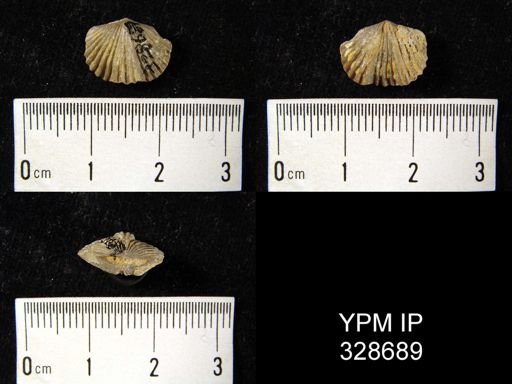 Platystrophia sp.