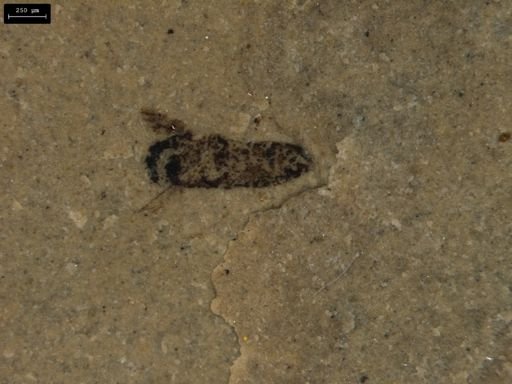 taxon undetermined