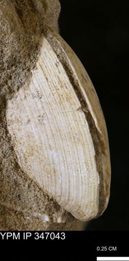 Limopsis striatopunctatus