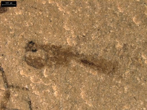 undet. Insecta