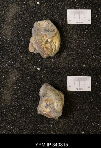Scaphites sp.