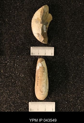 Hoploscaphites nicolletii