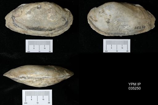 Lamellidens lewisi