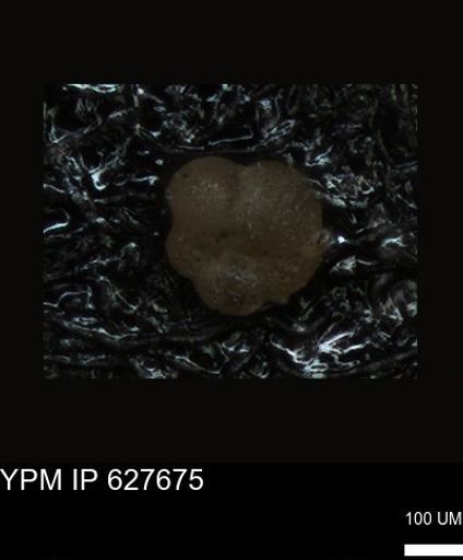 undet. Foraminiferida