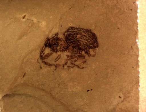 undet. Curculionidae