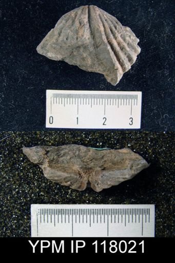 Spirifer rugicosta