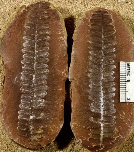Pecopteris