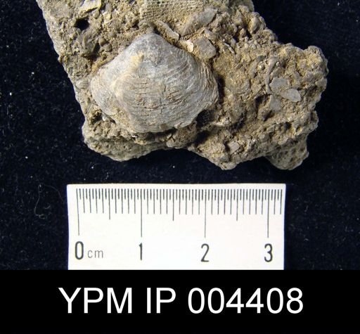 Athyris concentrica