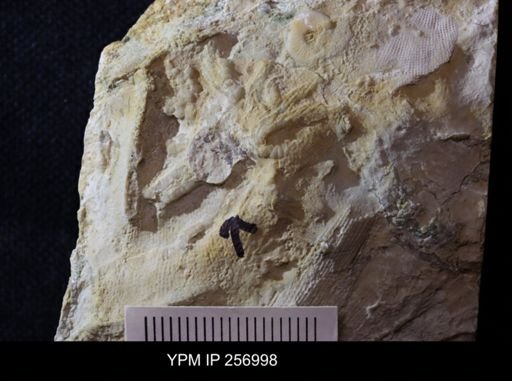 Dinotocrinus salteri