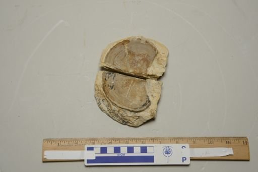 Aspidoceras latum