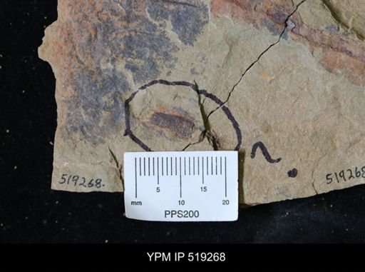 undet. Annelida