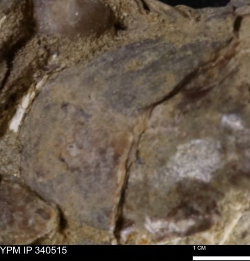Ostrea glabra