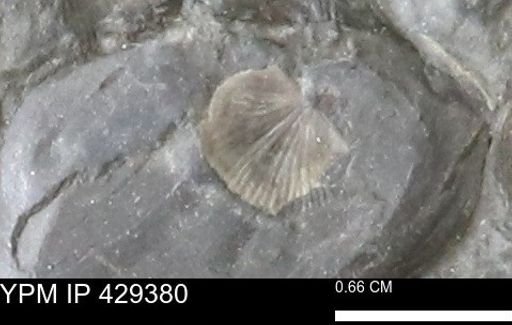 Devonochonetes scitulus