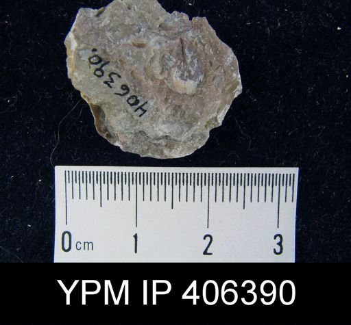 Lingula elliptica