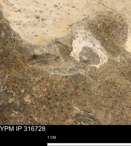 undet. Scaphitidae