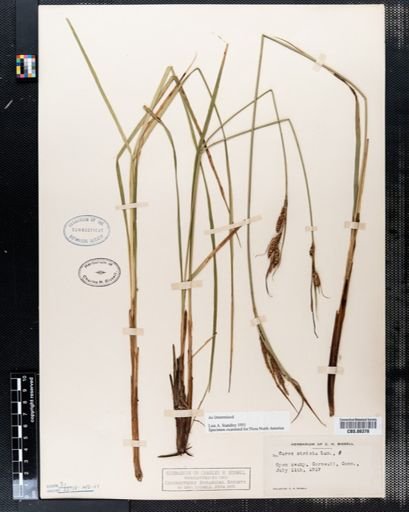 Carex stricta
