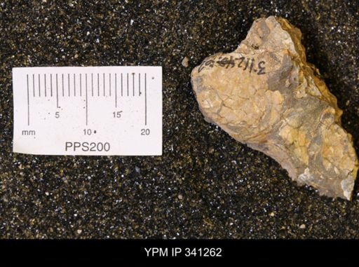 Inoceramus sp.