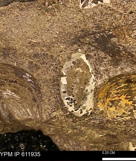 undet. Bivalvia