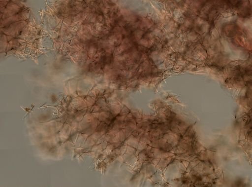 Haliclona