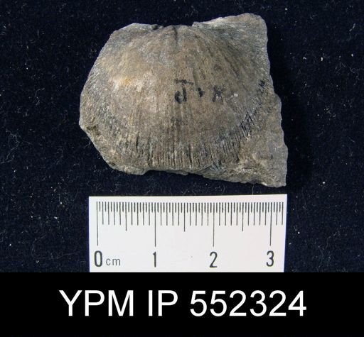 Schellwienella woolworthana