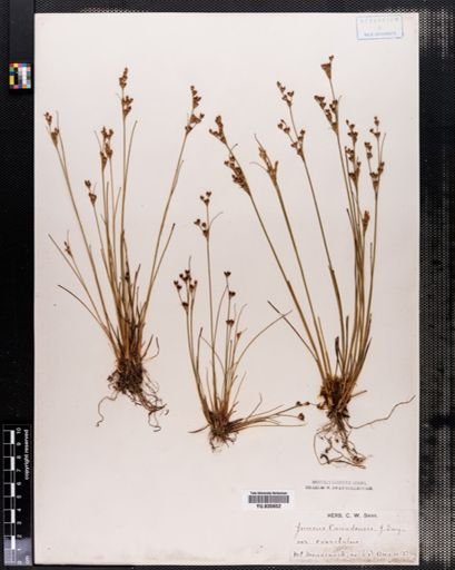 Juncus canadensis
