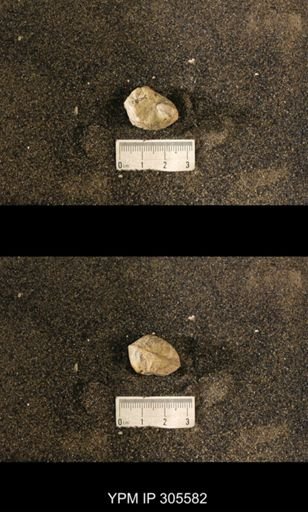Cyrtolites ornatus