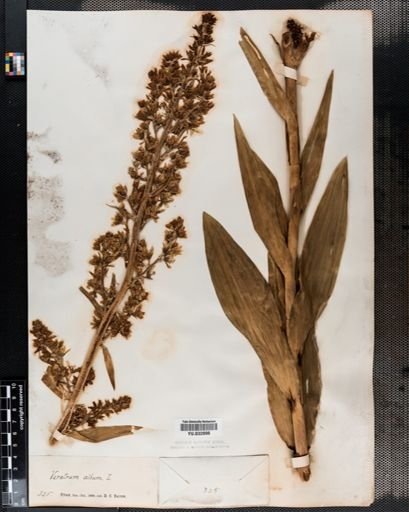 Veratrum
