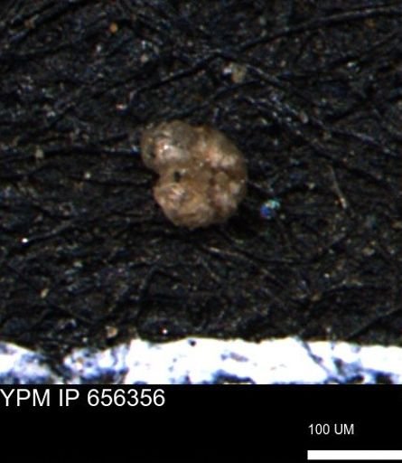 Ammobaculoides whitneyi