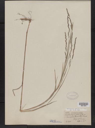 Muhlenbergia mexicana
