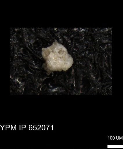 undet. Foraminiferida