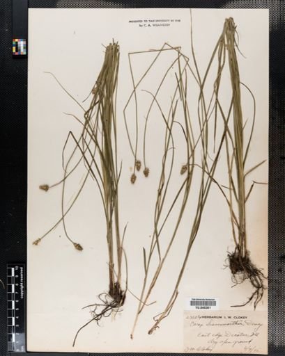 Carex leavenworthii