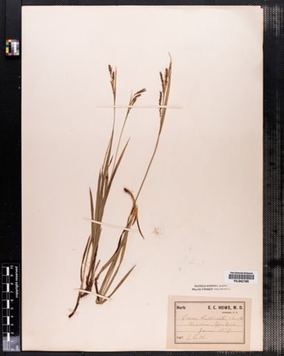 Plantae