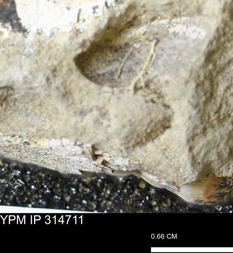 undet. Bivalvia