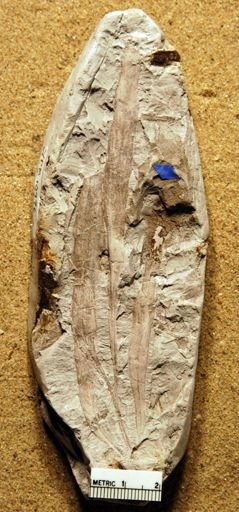 Thinnfeldia lesquereuxiana