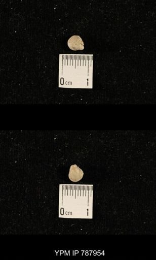 undet. Brachiopoda