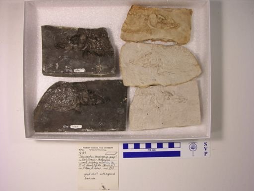 cf. Semionotus tenuiceps