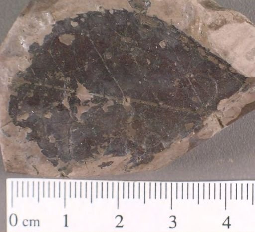 Celastrophyllum newberryanum