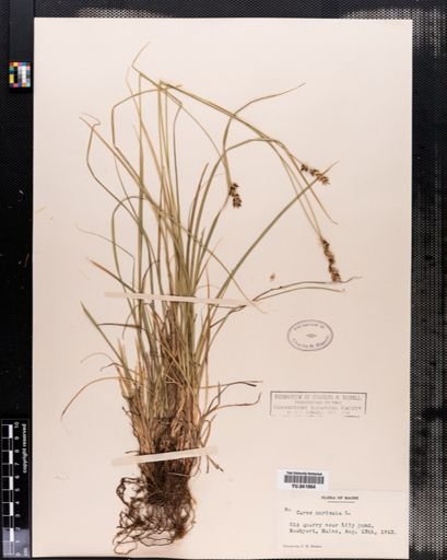 Carex spicata