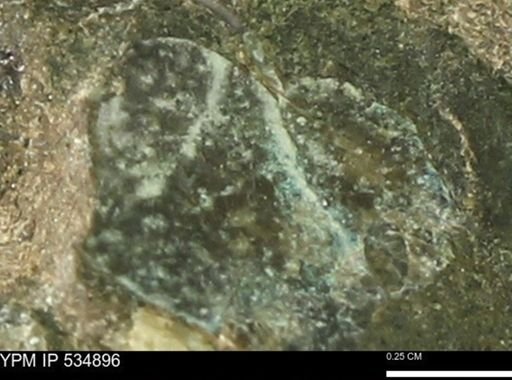 undet. Mollusca